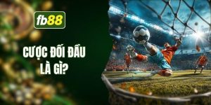 Cược đối đầu là gì